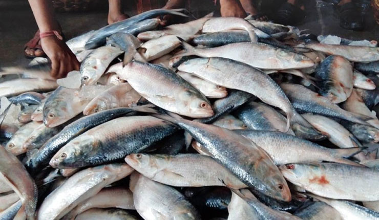 ইলিশের ঘাটতি বাজারে, দাম চড়া