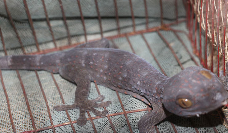 কোটি টাকার তক্ষক নিয়ে উত্তেজনা