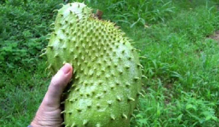বাংলাদেশেই মিলল ক্যান্সার প্রতিরোধক ফল