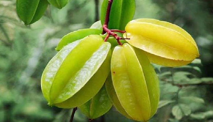 যে ফল খেলে কিডনি নষ্ট হতে পারে!