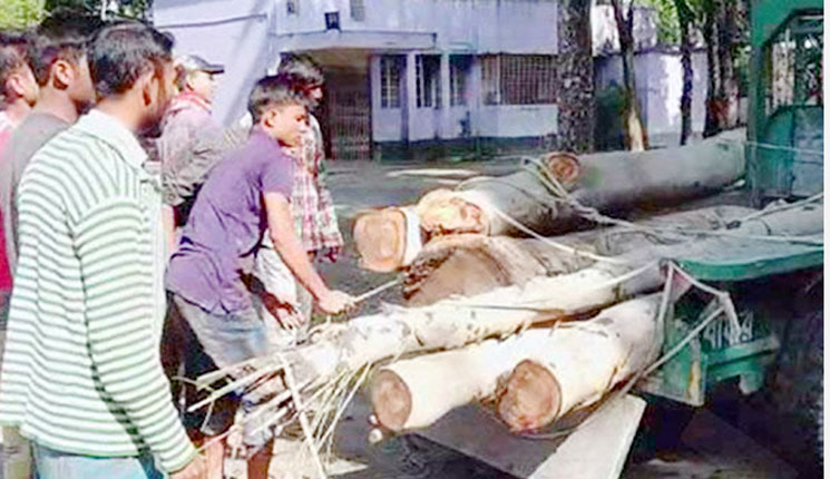 সরকারি গাছ কাটায় যুবলীগ নেতা আটক