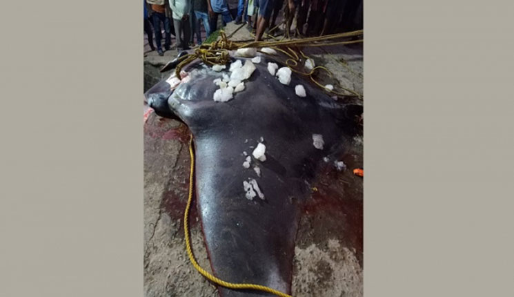 জালে জড়ালো ৬০০ কেজির মাছ