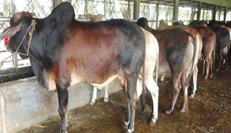 রূপগঞ্জে দুই ভাইয়ের ১১ গরু চুরি
