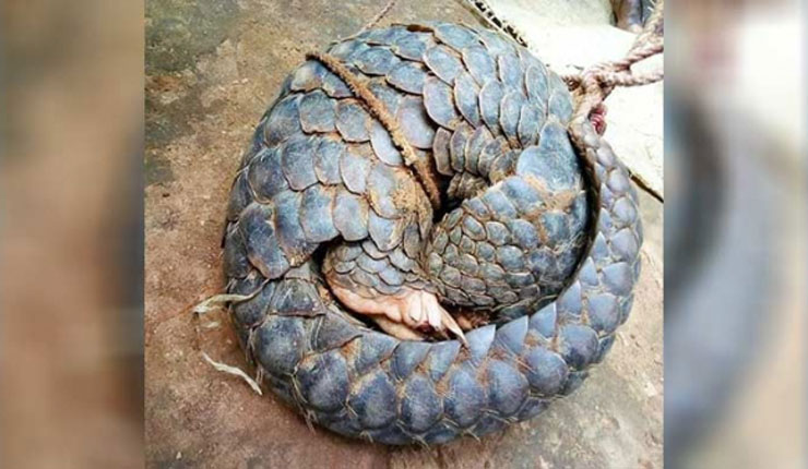 হবিগঞ্জে চা-বাগান থেকে উদ্ধার হলো বনরুই