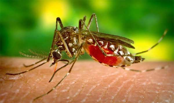মশার উপদ্রুবে রাজধানীবাসী অতীষ্ঠ