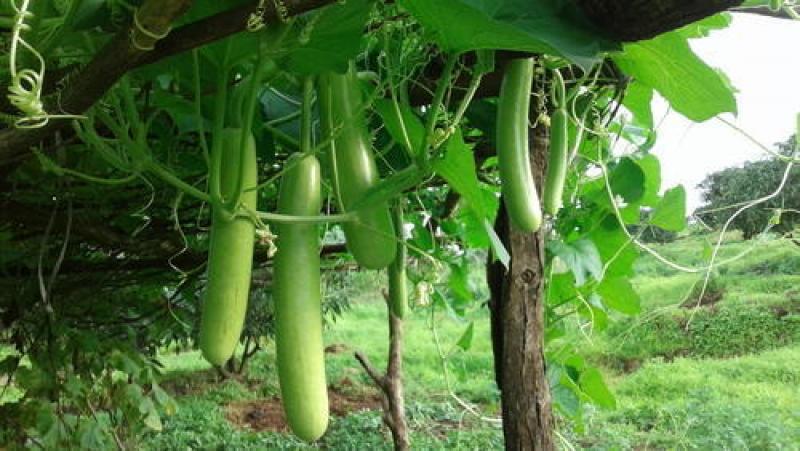 লাউ খেলে উপকার মিলবে সেযব রোগের