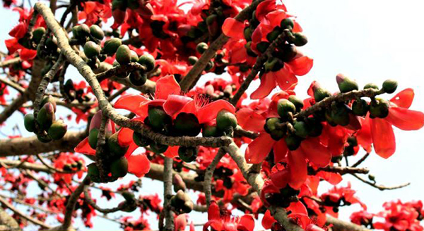 বিলুপ্তির পথে শিমুল ফুল