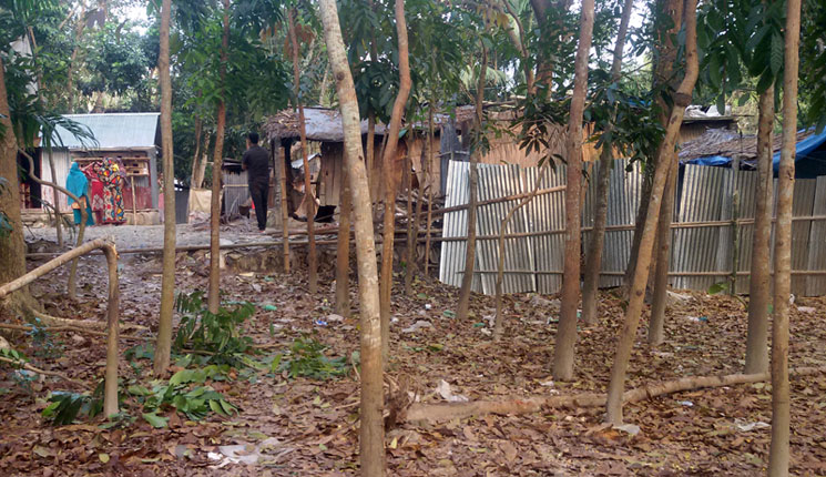 শত্রু তার কোপ গাছের চারায়