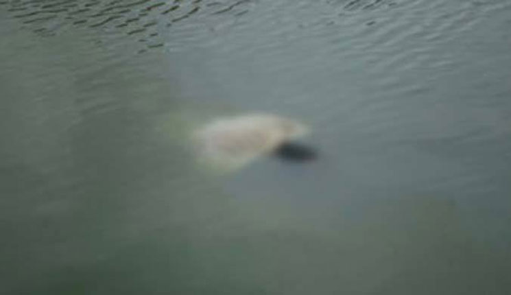 নদীতে ভাসছে যুবকের অর্ধগলিত লাশ
