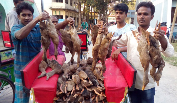 ধানক্ষেতে দানাদার বিষ, মরল হাঁসের পাল