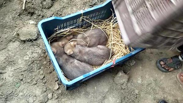 চান্দিনায় শিয়াল জবাই করে রান্না