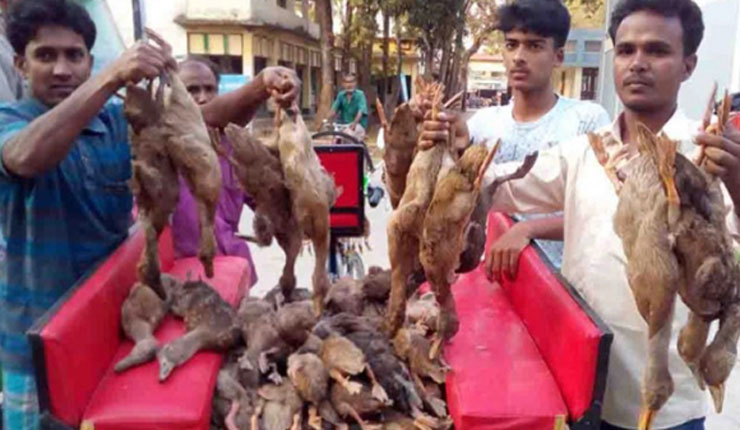 ধানক্ষেতে মুখ দিতেই সব হাঁস মরে সাফ