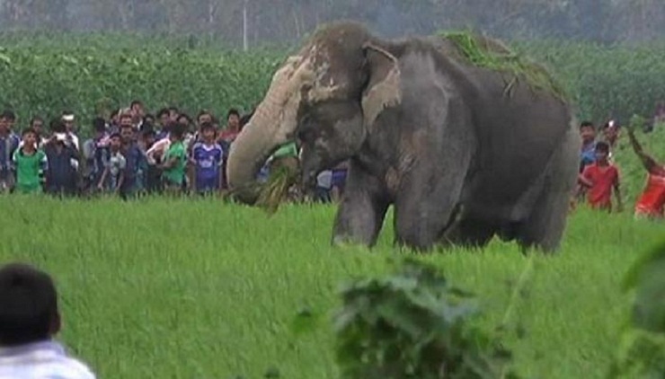 গৃহবধূর প্রাণ কেড়ে নিলো বন্য হাতি