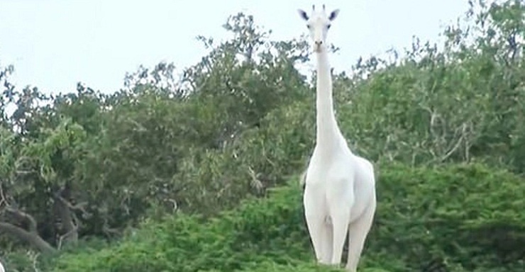 সাদা রঙের বিরল প্রজাতির এই জিরাফটি পৃথিবীতে এখন একা