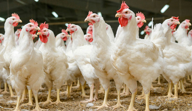 ৩৫-৪০ টাকায় বিক্রি হচ্ছে মুরগি