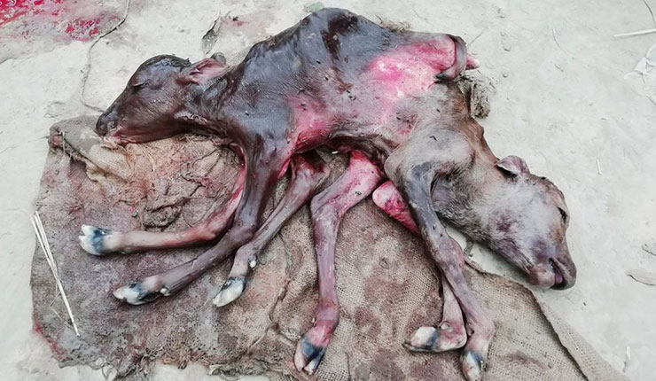 নন্দীগ্রামে জন্ম নিল দুই মাথাওয়ালা বাছুর