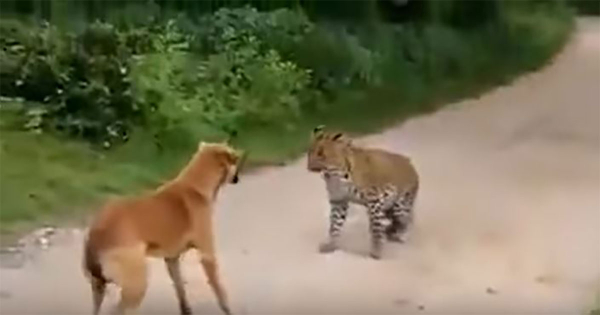 কুকুরের হুঙ্কারে ভীত বাঘ, চমকে গেলেন নেটিজেনরা (ভিডিওসহ)