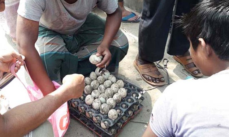 করোনার প্রভাবে হাঁসের ডিম পানির দামে 