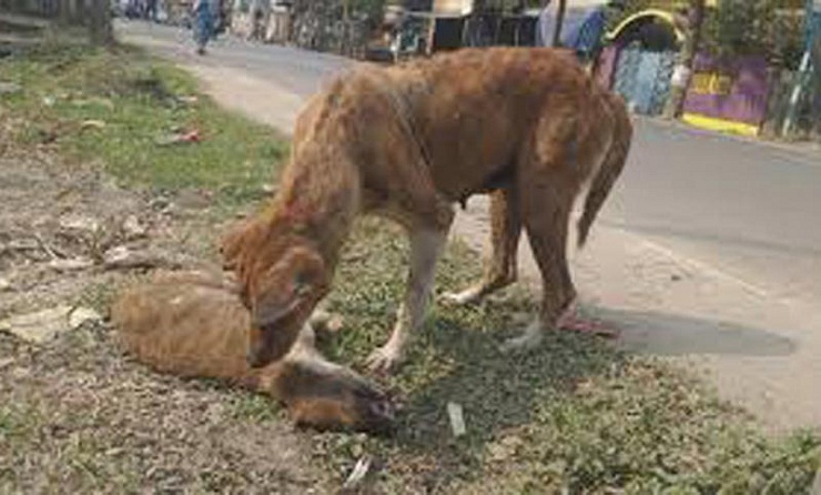 হঠাৎ অজানা রোগে মরছে কুকুর 