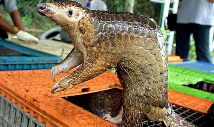 করোনাভাইরাস মহামারির উৎস প্যাঙ্গোলিন!