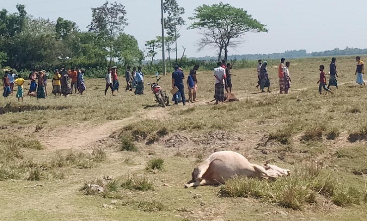 ডোবায় বিষ, পানি খেয়ে ১১টি গরুর মৃত্যু