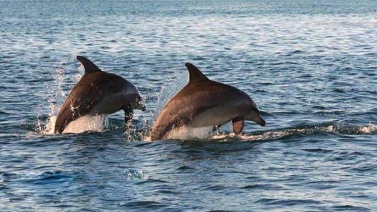 করোনায় উল্টে গেল বিশ্ব, মানুষ ঘরে, পশুপাখি রাস্তায়