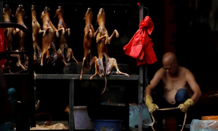 চীনের শেনজেনে কুকুর-বিড়াল খাওয়া নিষিদ্ধ