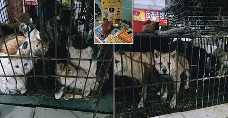 আর খাওয়া যাবে না কুকুর-বিড়াল, মে থেকে নতুন আইন কার্যকর করছে চীন