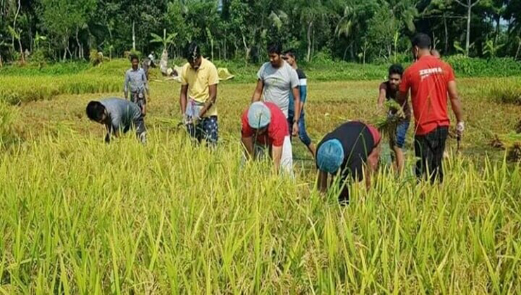 ধান ঘরে উঠা পর্যন্ত রায়পুরে কৃষকের ধান কেটে দিবে যুবলী