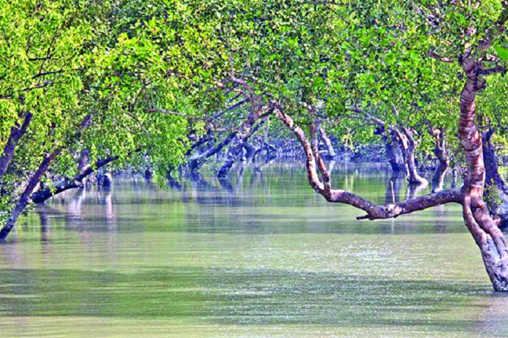 রাত-দিনে ছয়বার রূপ বদলায় সুন্দরবন