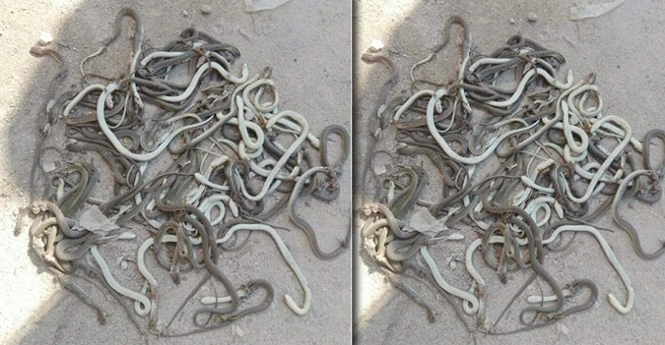 এক মাস দোকান বন্ধ, জুতার বক্সে মিলল ২০০ গোখরা