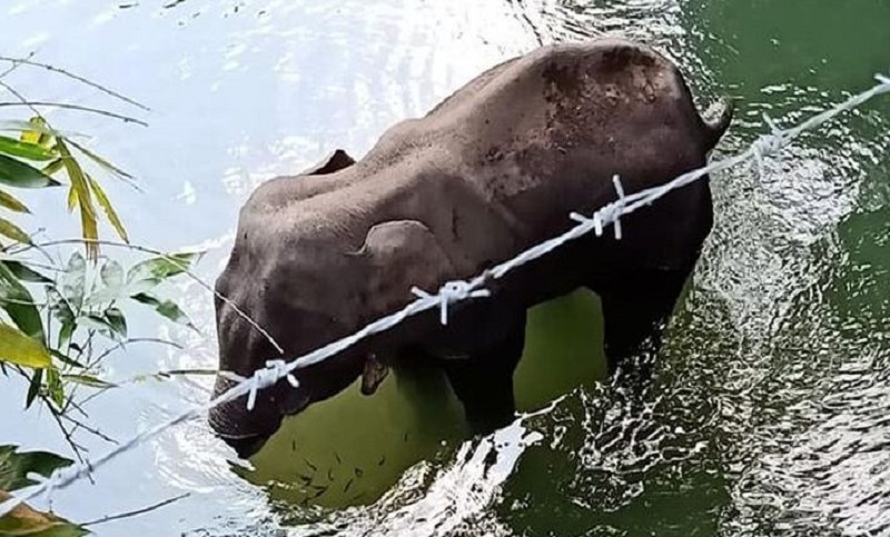 নৃশংস! ভারতে বিস্ফোরক ভর্তি আনারস খাইয়ে গর্ভবতী হাতিকে হত্যা