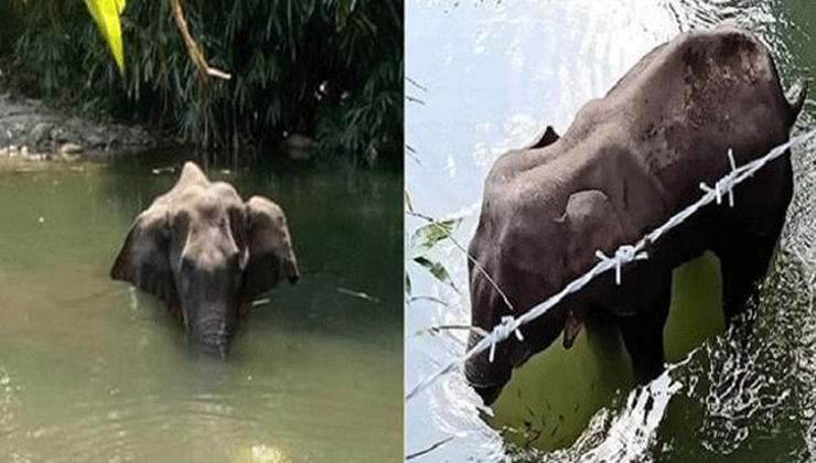 মৃত্যুযন্ত্রণায় টানা ৩ দিন পানিতে দাঁড়িয়ে ছিল হাতিটি