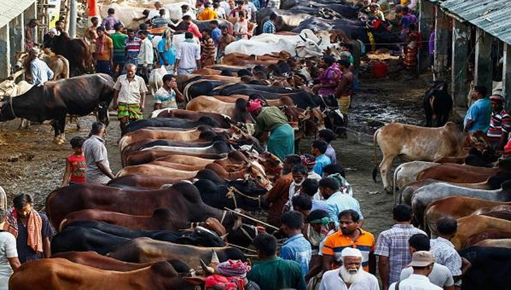 রাজধানীতে যেসব জায়গায় কোরবানির হাট বসবে