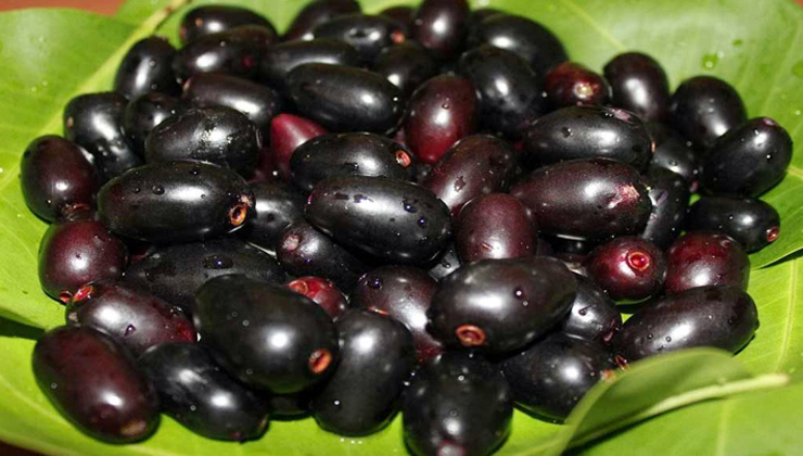 জাম কেন খাবেন