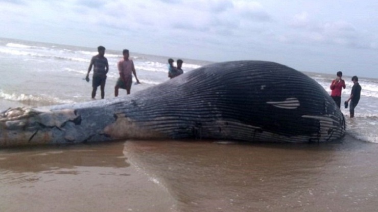 উপকূলে ভেসে উঠল দৈত্যাকার সামুদ্রিক প্রাণী (ভিডিও)