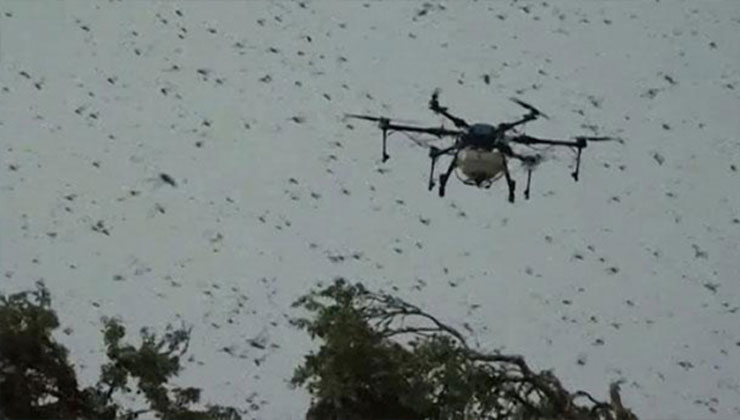 পঙ্গপাল নিয়ন্ত্রণ করতে ড্রোন নামাল ভারত