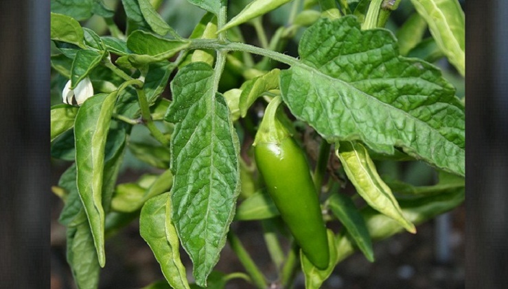 কাঁচামরিচের কেজি ৩০০ টাকা