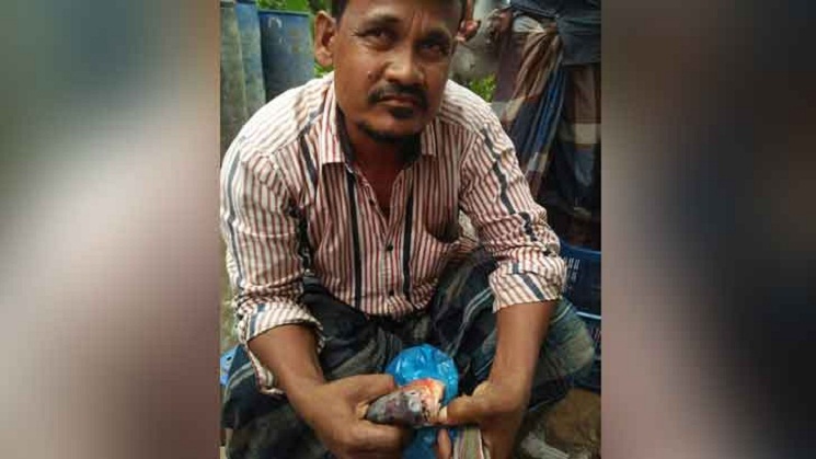 আমতলীর বাজারে বিক্রি হচ্ছে নিষিদ্ধ পিরানহা
