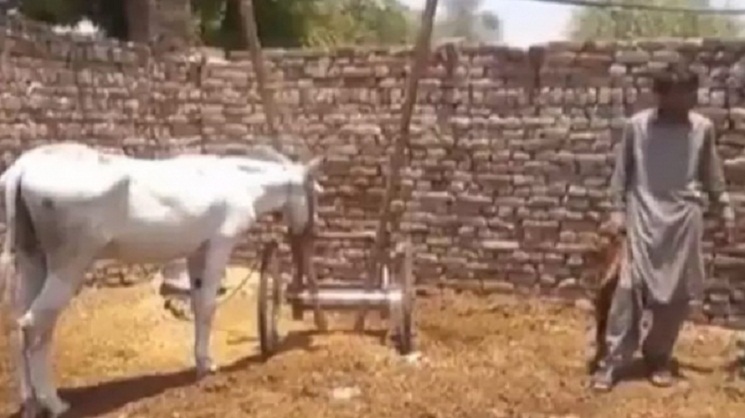 জুয়া খেলার অপরাধে গাধা গ্রেফতার