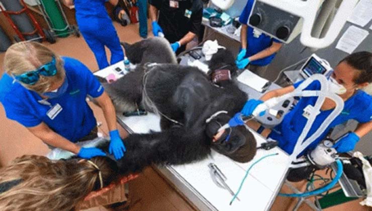 গেরিলার করোনা টেস্ট ও অতঃপর…