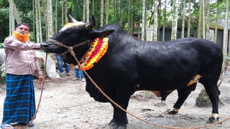 দেড় হাজার কেজির কালা পাহাড়কে দেখতে ভিড়