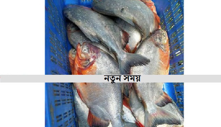 তালতলীতে ১০ কেজি নিষিদ্ধ পিরানহা মাছ উদ্ধার