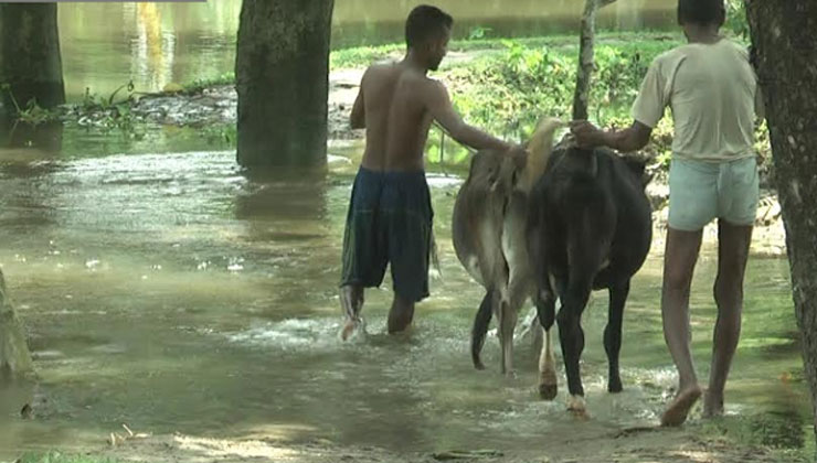 করোনার মহামারিতে বন্যা, গবাদি পশু নিয়ে দিশেহারা কৃষকেরা