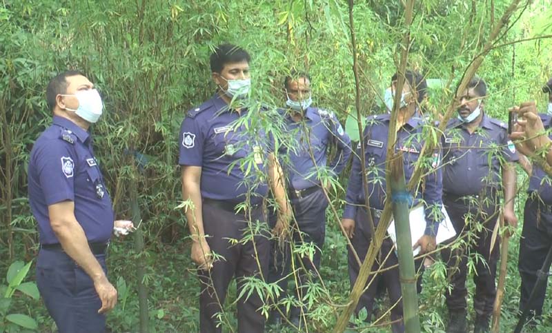 ১০ কাঠা জমিতে 'গাঁজার বাগান'!