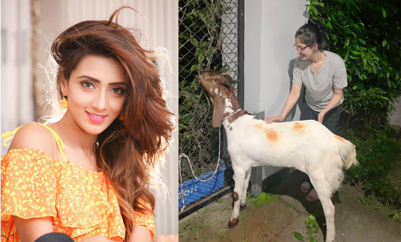 বাসার কর্মীদের জন্য মিমের কোরবানি