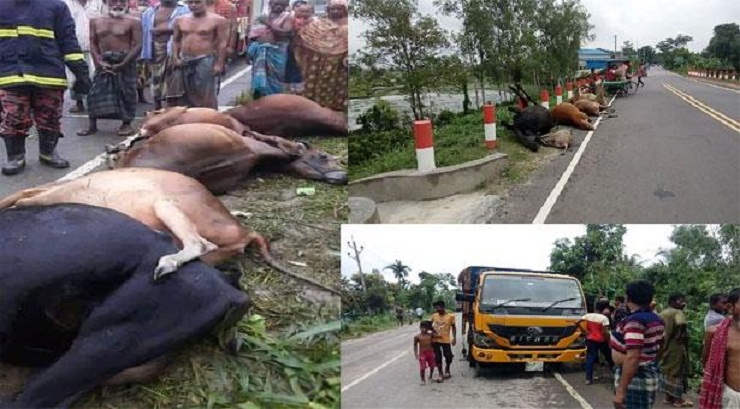 চুরি যাওয়া ছয়টি গরু মারাই গেল!
