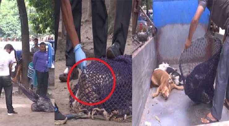 ঘুমের ইঞ্জেকশন দিয়ে কুকুরদের ফেলা হচ্ছে মাতুয়াল ময়লার ভাগাড়ে