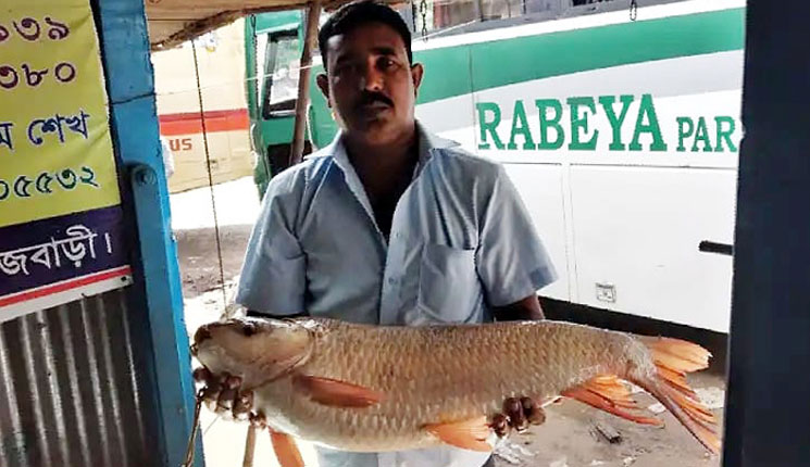 এক রুইয়ের দাম ১৭ হাজার টাকা