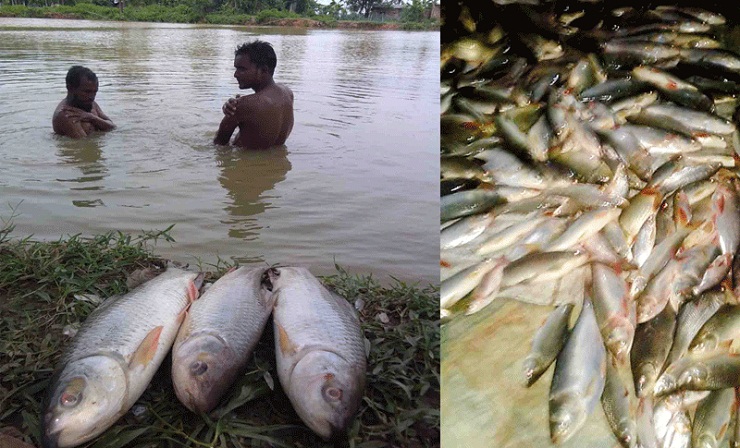মুক্তিযোদ্ধার পুকুরে বিষ, তিন লাখ টাকার মাছ নিধন